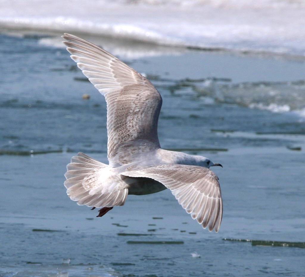Iceland Gull (Kumlien's) - 2nd cycle BIRD I by Victor W. Fazio III is licensed under CC BY-NC-SA 2.0.